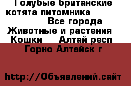 Голубые британские котята питомника Silvery Snow. - Все города Животные и растения » Кошки   . Алтай респ.,Горно-Алтайск г.